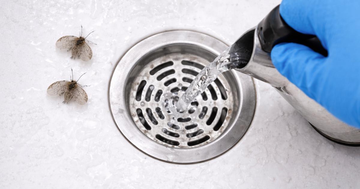Schoonmaken van wastafelafvoer met rioolvliegjes zichtbaar
